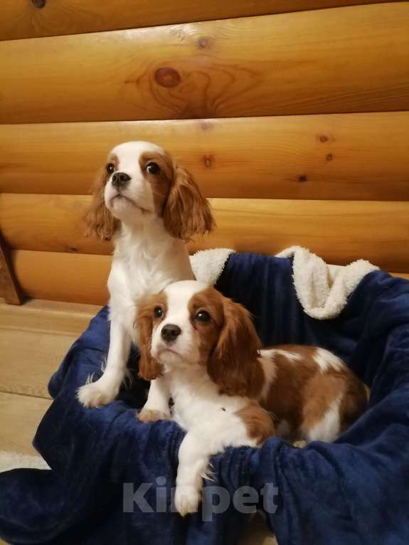 Собаки в Москве: Кавалер кинг Чарльз спаниель 6 мес щенки Мальчик, 90 000 руб. - фото 3