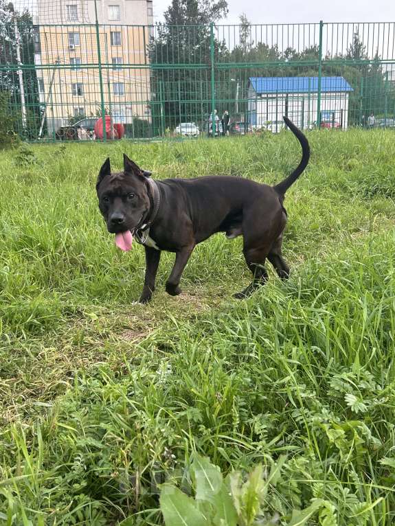 Собаки в Кубинке: Отдам кобеля в добрые руки  Мальчик, Бесплатно - фото 2