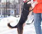 Собаки в Москве: Ньюша ищет дом Мальчик, Бесплатно - фото 8