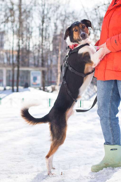 Собаки в Москве: Ньюша ищет дом Мальчик, Бесплатно - фото 8