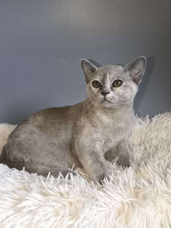 Кошки в Москве: Котенок европейской бурмы голубо- кремовая черепаха с документами Девочка, Бесплатно - фото 2