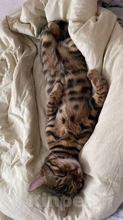 Кошки в Пушкино: Потерялся бенгальский кот Мальчик, 5 000 руб. - фото 3