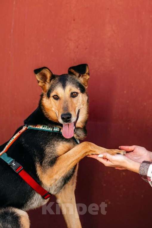 Собаки в Москве: Очаровательный сердцеед Шабак в поисках любящей семьи! Мальчик, Бесплатно - фото 4