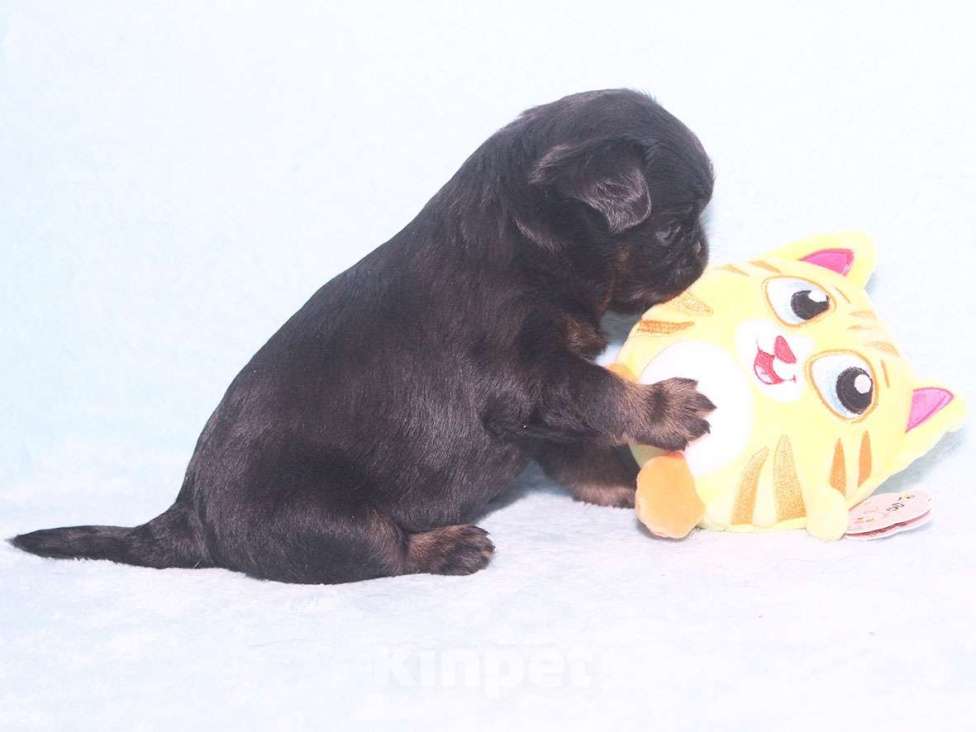 Собаки в Санкт-Петербурге: Очаровательный щенок  Девочка, 80 000 руб. - фото 2