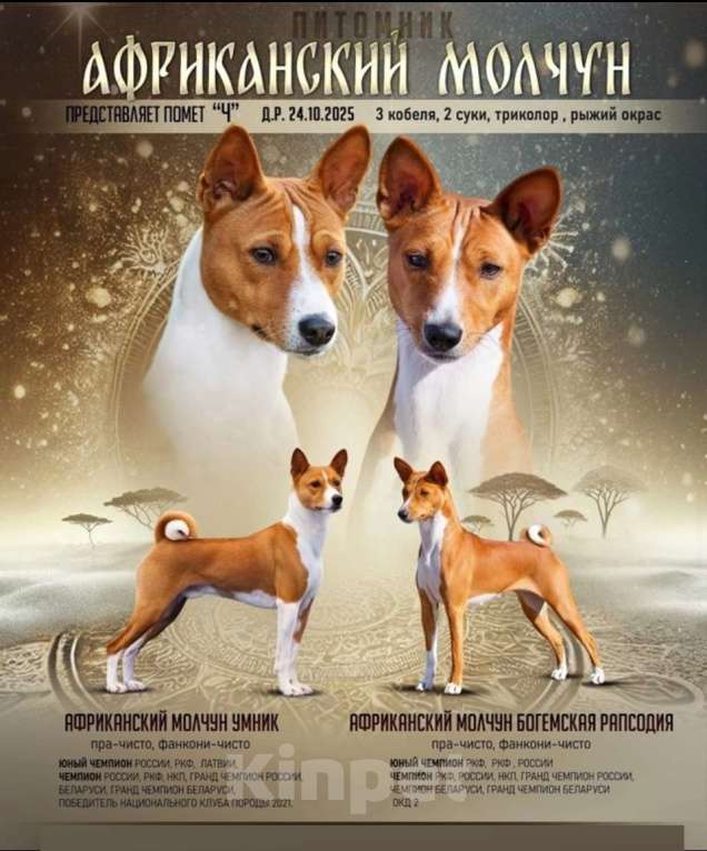 Собаки в Санкт-Петербурге: Щенок басенджи триколор 2 мес -мальчик Мальчик, 95 000 руб. - фото 1