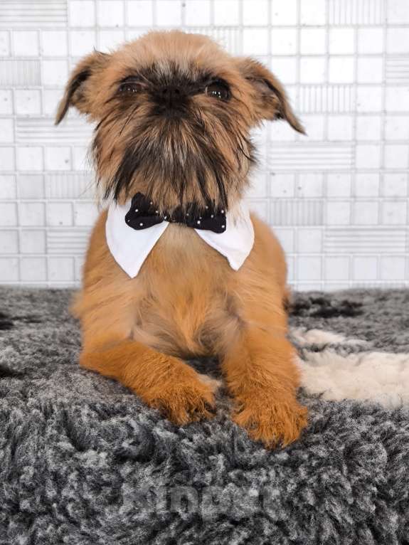 Собаки в Хабаровске: Щенок брюссельского гриффона Девочка, 45 000 руб. - фото 5