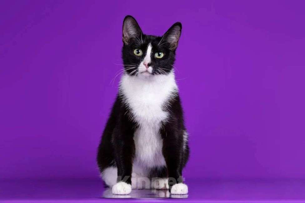 Кошки в Балашихе: классные две красотки в поисках дома! Девочка, Бесплатно - фото 3