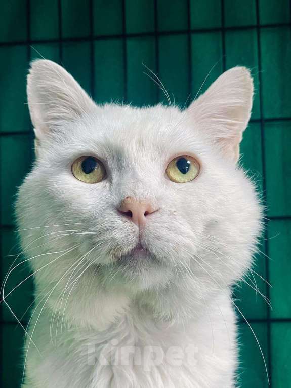 Кошки в Москве: Котик в добрые руки Мальчик, Бесплатно - фото 3