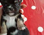 Собаки в Азове: Щенок Чихуахуа Мальчик, 25 000 руб. - фото 2