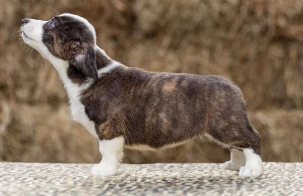 Собаки в других городах Московской области: Щенки тигрового окраса  Девочка, 30 000 руб. - фото 2