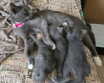 Кошки в Москве: Малыши ищут родителей Девочка, Бесплатно - фото 5