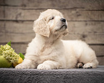 Собаки в Москве: Девочка золотистого ретривера Девочка, 130 000 руб. - фото 1
