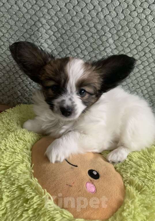 Собаки в Малоархангельске: Готова переехать в лучшую семью малышка-папийон Девочка, 50 000 руб. - фото 7