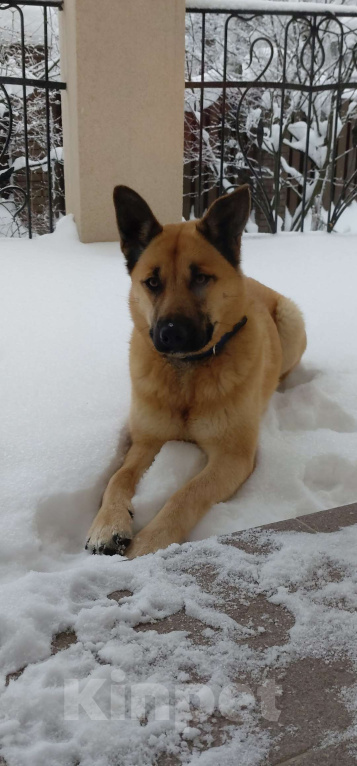 Собаки в других городах Московской области: Потерялись 2 собаки, Дмитровский район Мальчик, 15 000 руб. - фото 3