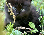 Кошки в Перми: Чудесные чистокровные сибирские котята Мальчик, 45 000 руб. - фото 4