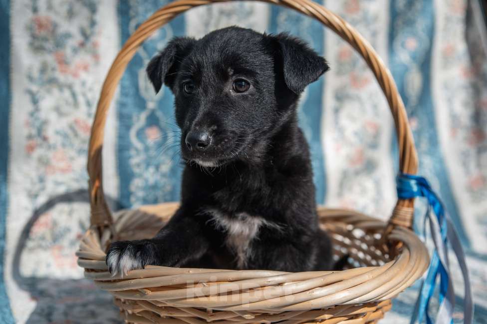 Собаки в Москве: Щенок 2х месяцев Бирма в добрые руки Девочка, Бесплатно - фото 3