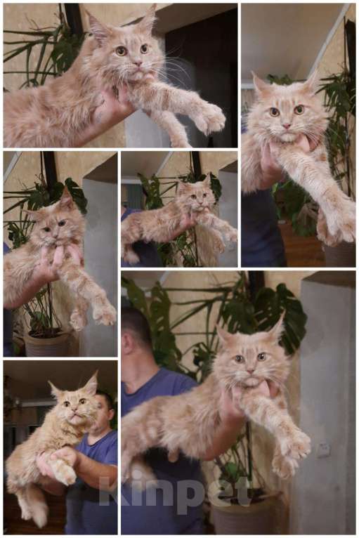Кошки в Барыше: Мейн кун, 15 000 руб. - фото 1