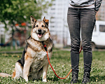Собаки в Москве: Алиса Девочка, Бесплатно - фото 3
