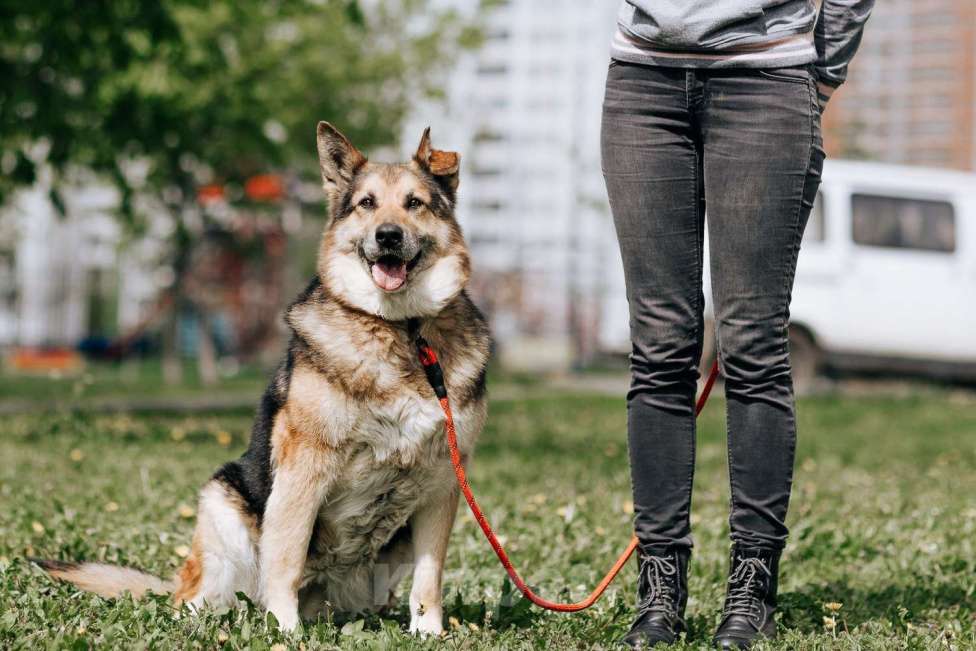 Собаки в Москве: Алиса Девочка, Бесплатно - фото 3