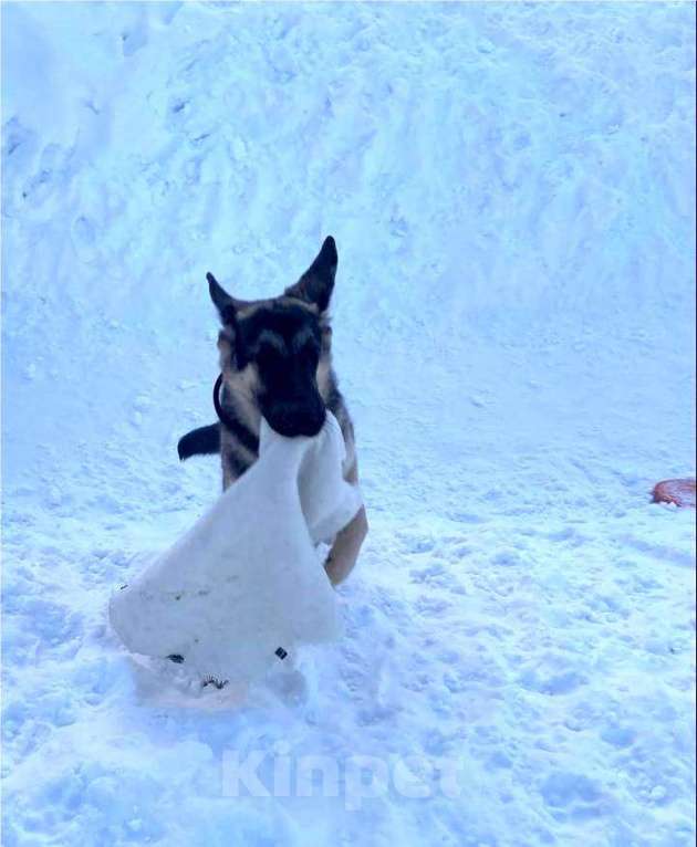 Собаки в Кемерово: Щенок ВЕО с хорошей  родословной Девочка, 30 000 руб. - фото 3