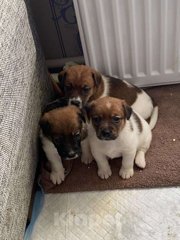 Собаки в Пскове: Девочка 2 Девочка, 25 000 руб. - фото 2