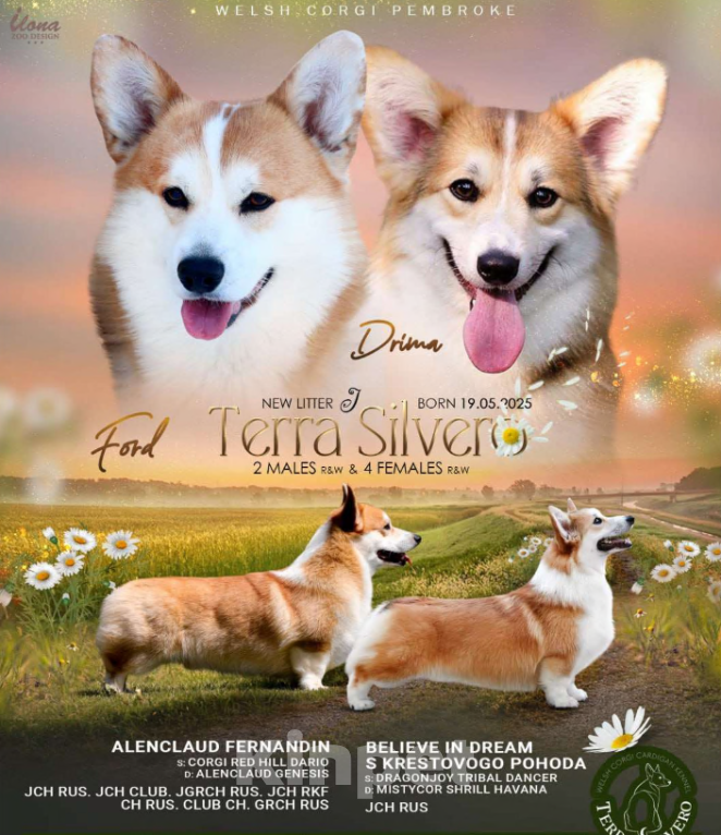 Собаки в Москве: Вельш корги пемброк, девочка Девочка, 70 000 руб. - фото 7