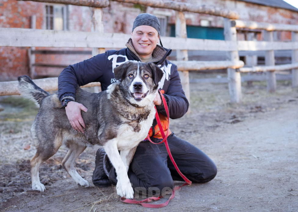 Собаки в Москве: Собака прошедшая СВО и избежавшая усыпления в поисках самого лучшего дома! Девочка, Бесплатно - фото 9