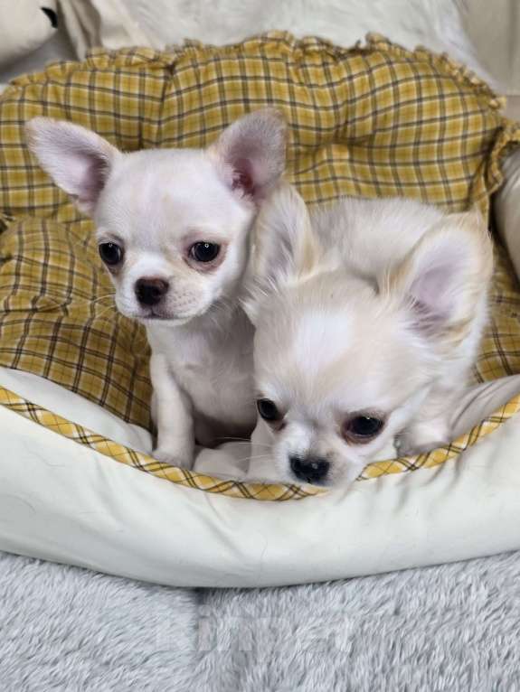 Собаки в Челябинске: Девочка чихуахуа Девочка, Бесплатно - фото 2