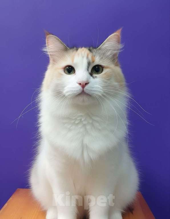 Кошки в Москве: Молодая трехцветная кошечка Клубочек Девочка, Бесплатно - фото 6