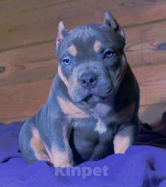 Собаки в Архангельске: АМЕРИКАНСКИЙ БУЛЛИ. ДЕВОЧКА. Девочка, 90 000 руб. - фото 1