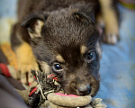 Собаки в Москве: Щенок в добрые руки мальчик  Мальчик, Бесплатно - фото 3