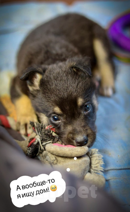 Собаки в Москве: Щенок в добрые руки мальчик  Мальчик, Бесплатно - фото 3