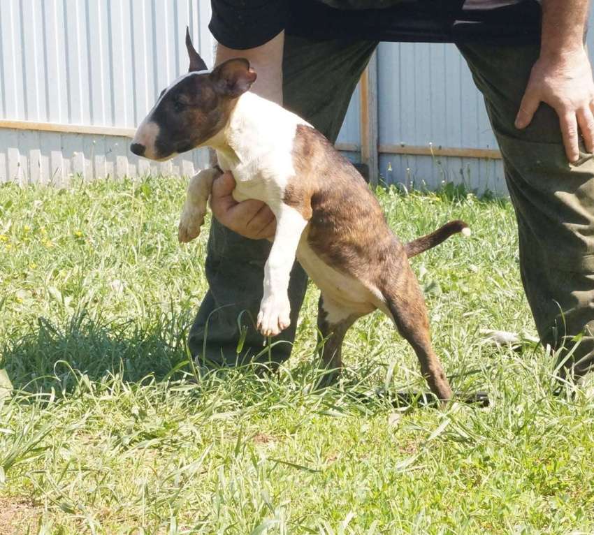Собаки в Пушкино: крупная девочка стандартного бультерьера (Мега) Девочка, 80 000 руб. - фото 3