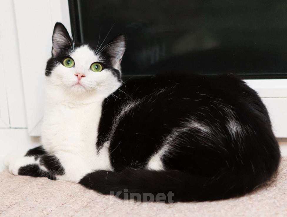 Кошки в Москве: Шикарные молодые котики и кошечки (1 г.) в дар Девочка, Бесплатно - фото 10