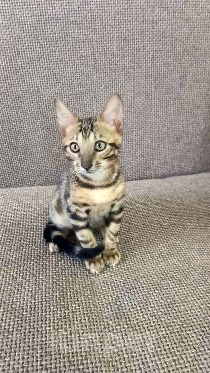 Кошки в Москве: Бенгальский мальчик Мальчик, 30 000 руб. - фото 5