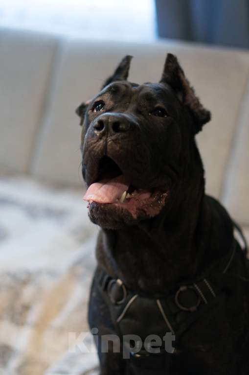 Собаки в Волоколамске: Кане-Корсо щенок Девочка, 55 000 руб. - фото 3