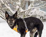 Собаки в Химках: Метис овчарки в поиске своего дома Мальчик, Бесплатно - фото 10