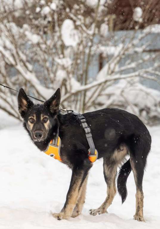 Собаки в Химках: Метис овчарки в поиске своего дома Мальчик, Бесплатно - фото 10