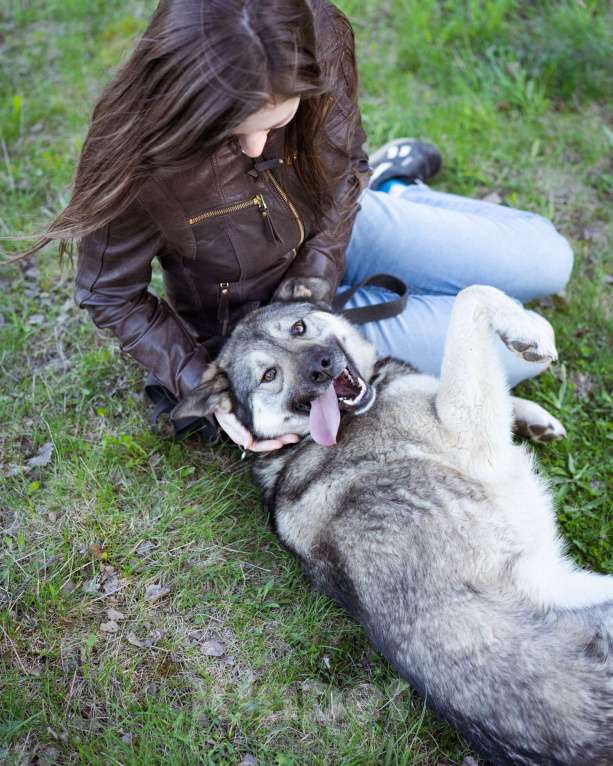 Собаки в Москве: Соня - Самая преданная собака для своего человека Девочка, Бесплатно - фото 2