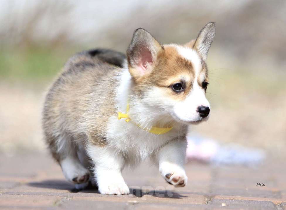 Собаки в Раменском: Красивая девочка Вельш корги пемброк  Девочка, 60 000 руб. - фото 3