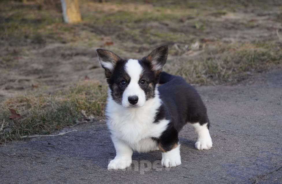 Собаки в Москве: Вельш Корги Кардиган Девочка, 50 000 руб. - фото 1