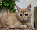 Кошки в Кисловодске: В добрые руки Девочка, 5 руб. - фото 2