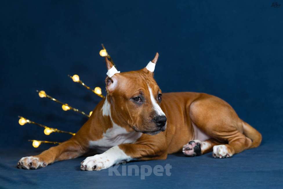 Собаки в Красногорске: Девочка 6 Девочка, Бесплатно - фото 3