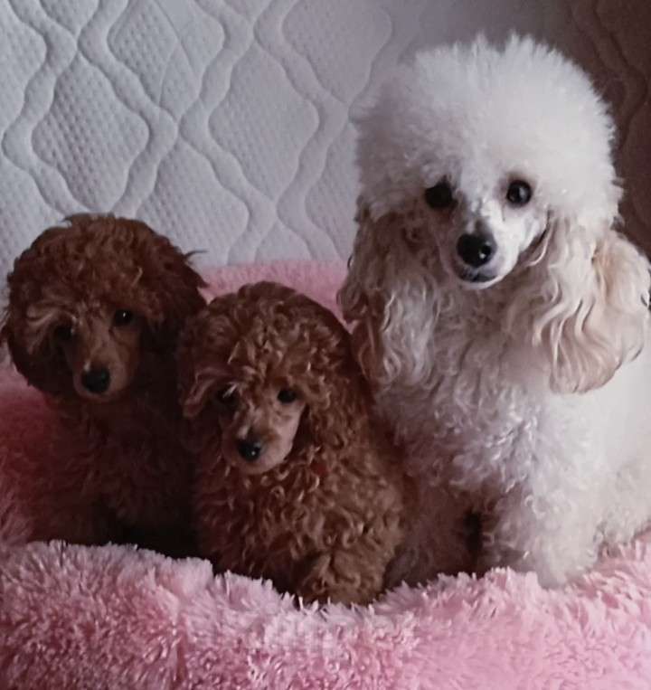 Собаки в Кольчугино: Пуделёк  Мальчик, 45 000 руб. - фото 3