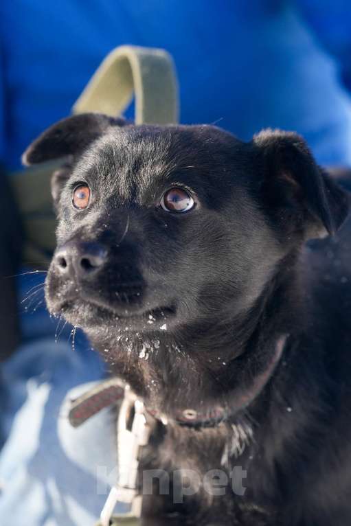 Собаки в Подольске: Щенок 5 месяцев Мишель в добрые руки  Девочка, Бесплатно - фото 3