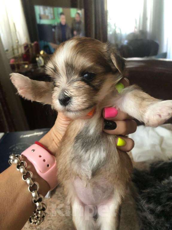 Собаки в Москве: Николь Девочка, 100 000 руб. - фото 6