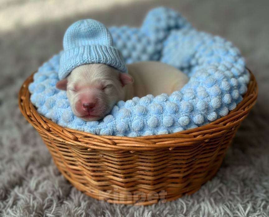 Собаки в Москве: Щенки золотистого ретривера  Мальчик, 100 000 руб. - фото 1