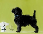 Собаки в Перми: Аффенпинчер - Мистер Grey  Мальчик, 150 000 руб. - фото 2