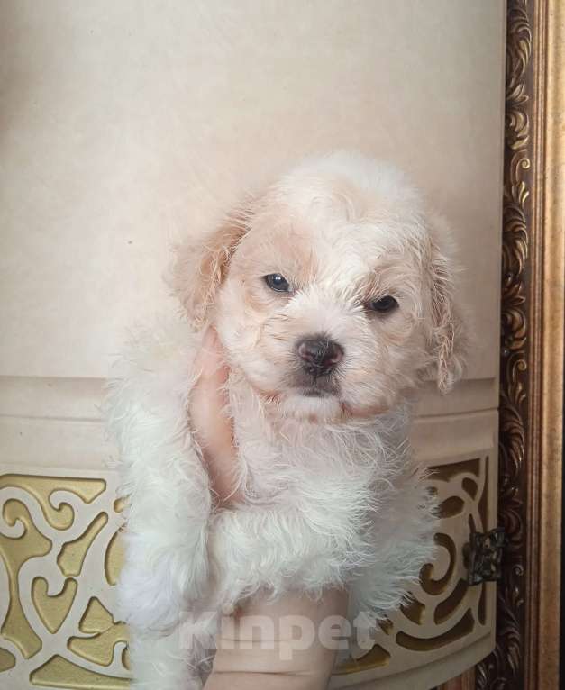 Собаки в Ярославле: Щенки мальтипу Мальчик, 53 000 руб. - фото 3