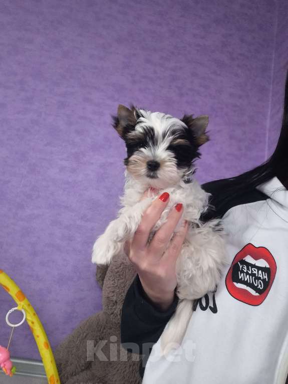 Собаки в Пушкино: Мини мальчик биверенок  Мальчик, 50 000 руб. - фото 4